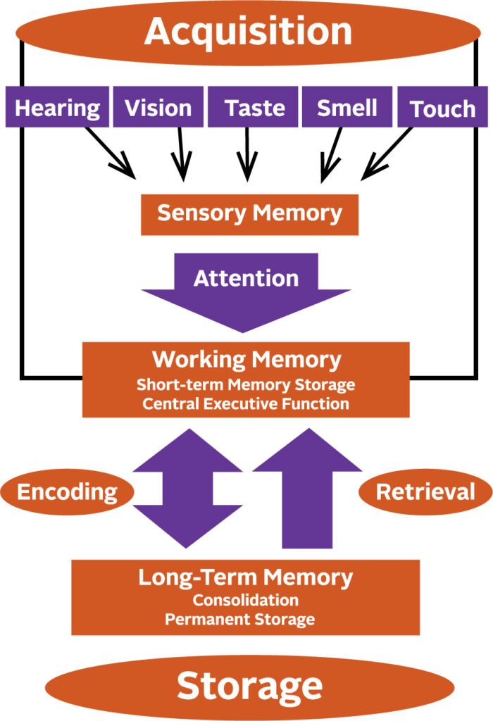 memory diagram 700x1024 - Dementia and Alzheimer’s: Updates from a Leading Geriatrician